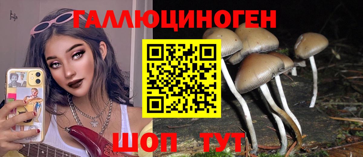 Майкоп  Псилоцибиновые грибы Cubensis  Псилоцибиновые грибы Cubensis  Вход с VPN 